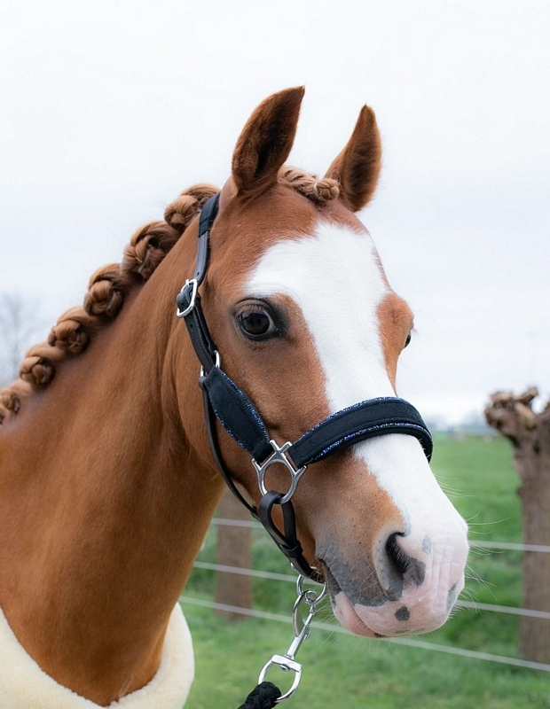 HB Showtime Velvet Halster Little sizes